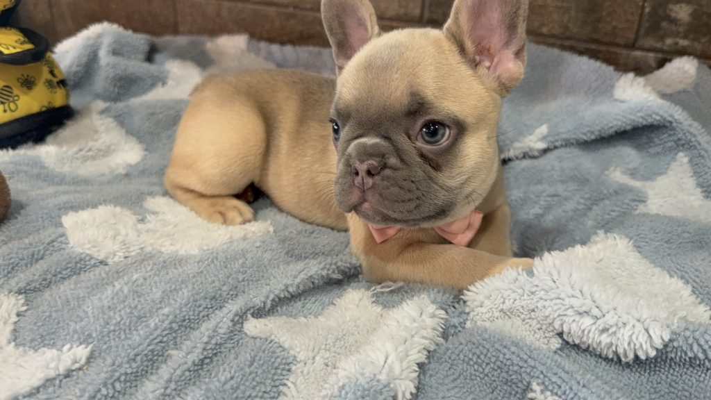 Ulysses | Blue Fawn French Bulldog Male | Available in July 2025