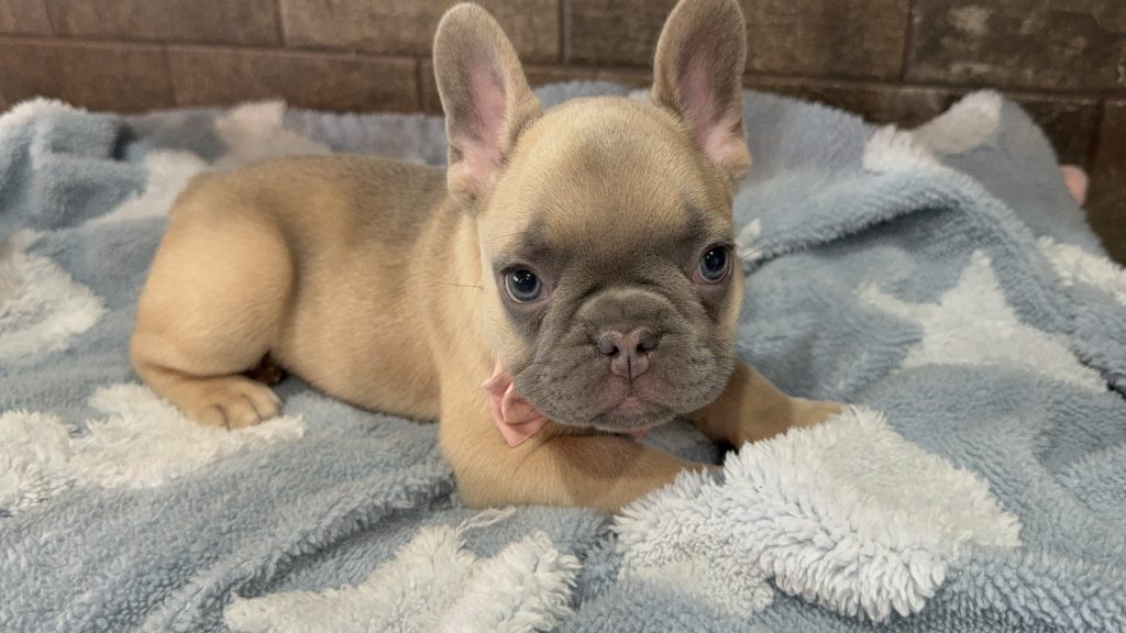 Ulysses | Blue Fawn French Bulldog Male | Available in July 2025