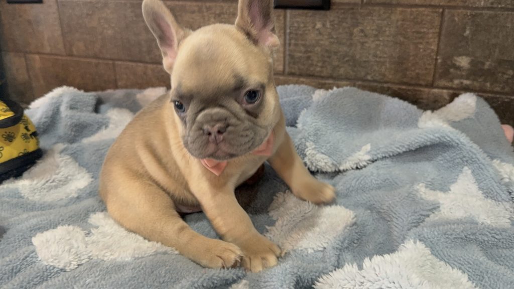 Ulysses | Blue Fawn French Bulldog Male | Available in July 2025