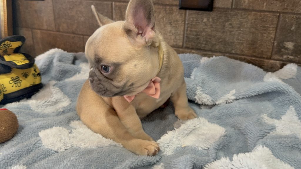 Ulysses | Blue Fawn French Bulldog Male | Available in July 2025