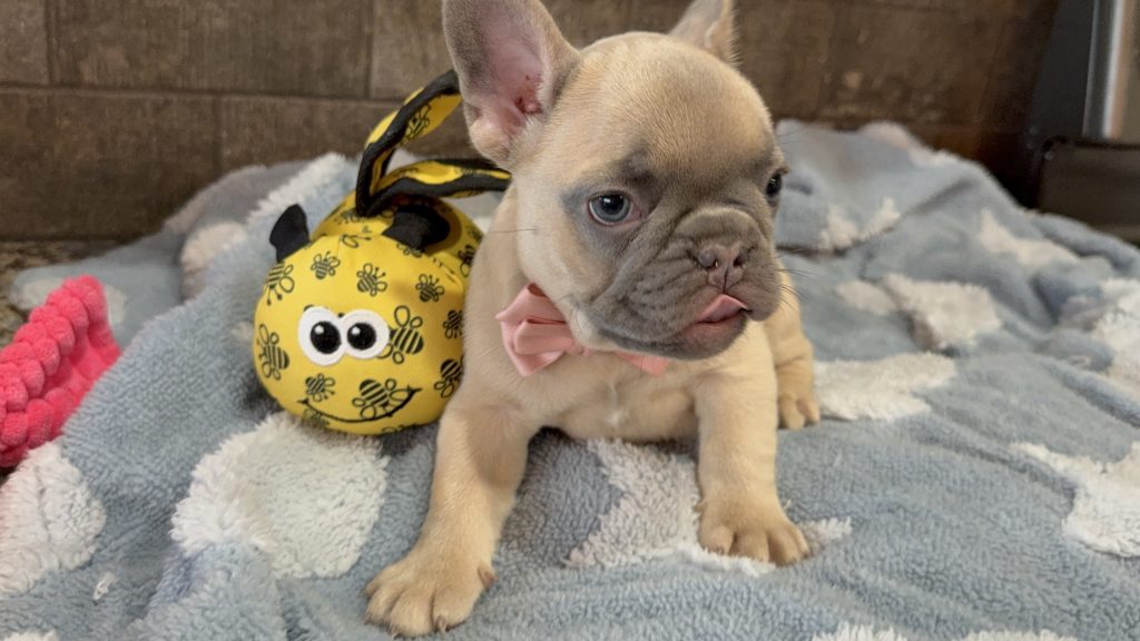 Ulysses | Blue Fawn French Bulldog Male | Available in July 2025