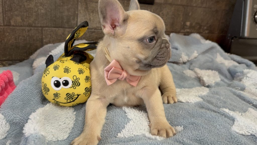 Ulysses | Blue Fawn French Bulldog Male | Available in July 2025