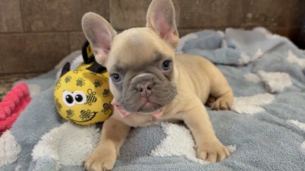 Ulysses | Blue Fawn French Bulldog Male | Available in July 2025