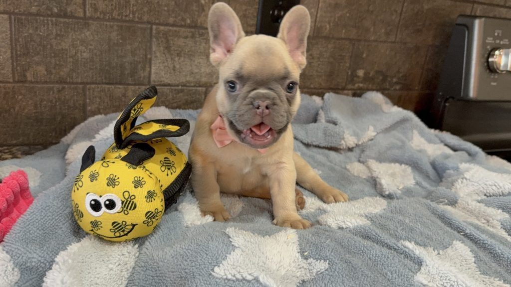 Ulysses | Blue Fawn French Bulldog Male | Available in July 2025