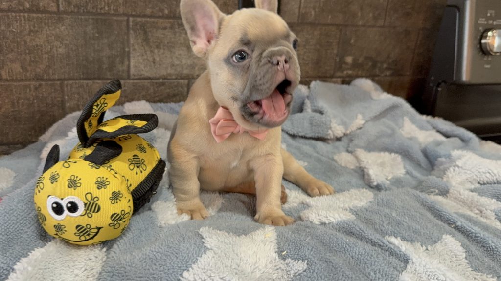 Ulysses | Blue Fawn French Bulldog Male | Available in July 2025