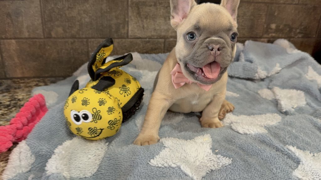 Ulysses | Blue Fawn French Bulldog Male | Available in July 2025