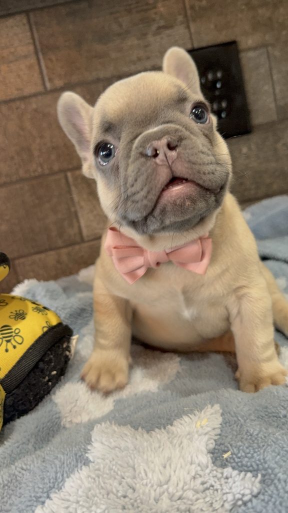 Ulysses | Blue Fawn French Bulldog Male | Available in July 2025