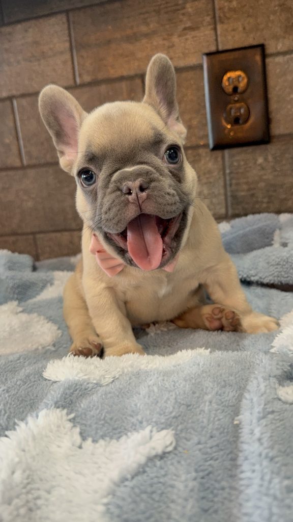 Ulysses | Blue Fawn French Bulldog Male | Available in July 2025