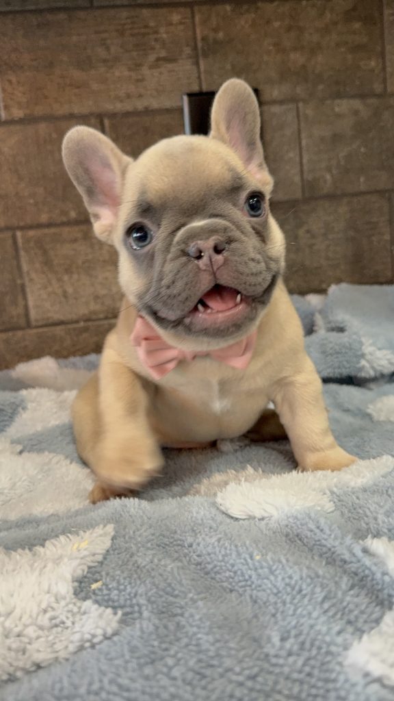 Ulysses | Blue Fawn French Bulldog Male | Available in July 2025