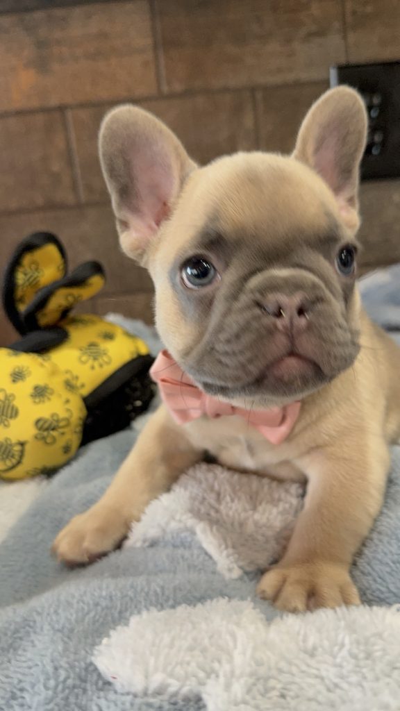 Ulysses | Blue Fawn French Bulldog Male | Available in July 2025