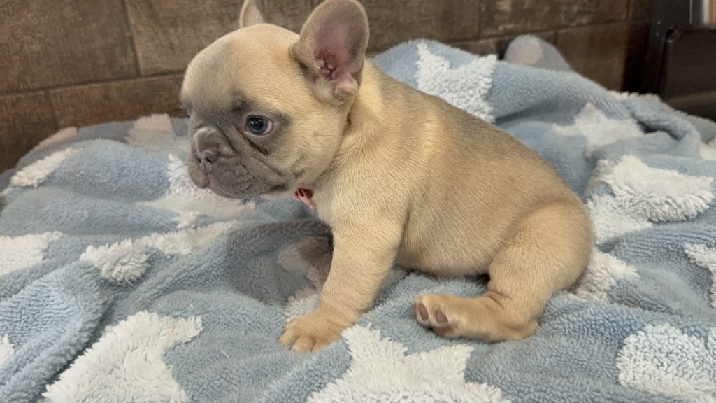 Ulysses | Blue Fawn French Bulldog Male | Available in July 2025