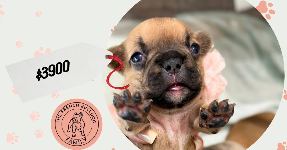 Vienna | Fawn French Bulldog Female | Available in July 2025