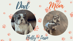 Fluffy & Lessie - Frenchie's parents