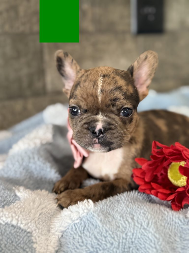 Vader | Fawn Merle French Bulldog Male | Available in July 2025