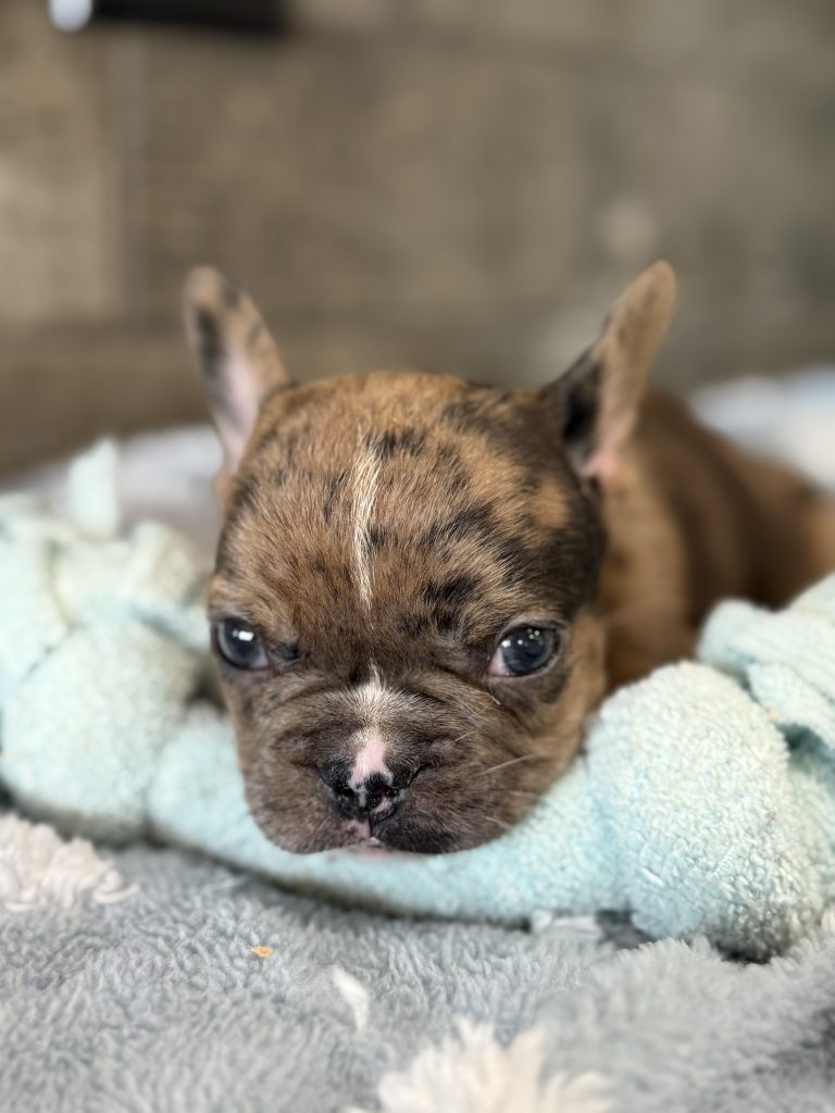 Vader | Fawn Merle French Bulldog Male | Available in July 2025