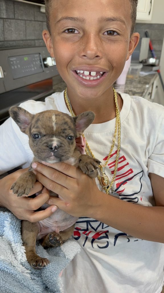 Vader | Fawn Merle French Bulldog Male | Available in July 2025