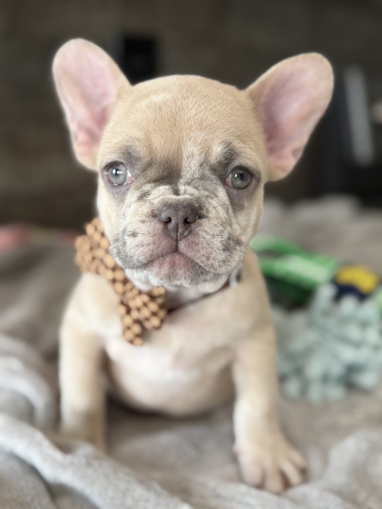 Parker | Fawn Merle French Bulldog Male | Available in July 2025