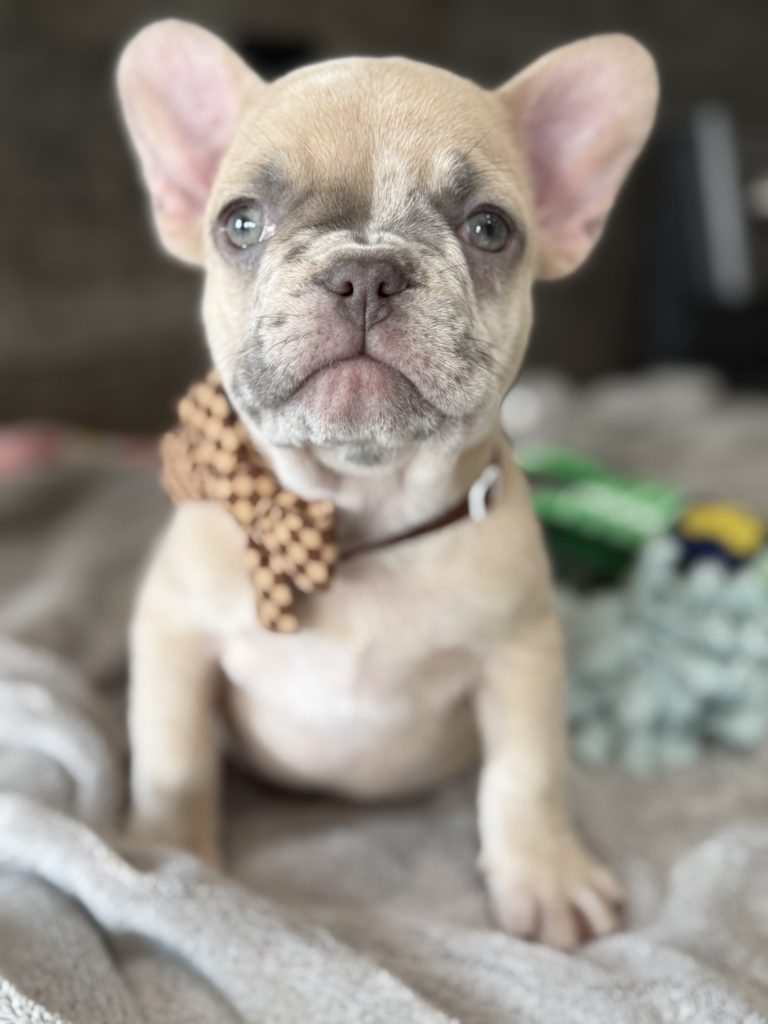 Parker | Fawn Merle French Bulldog Male | Available in July 2025