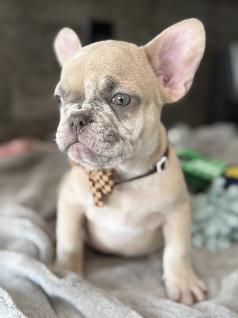 Parker | Fawn Merle French Bulldog Male | Available in July 2025
