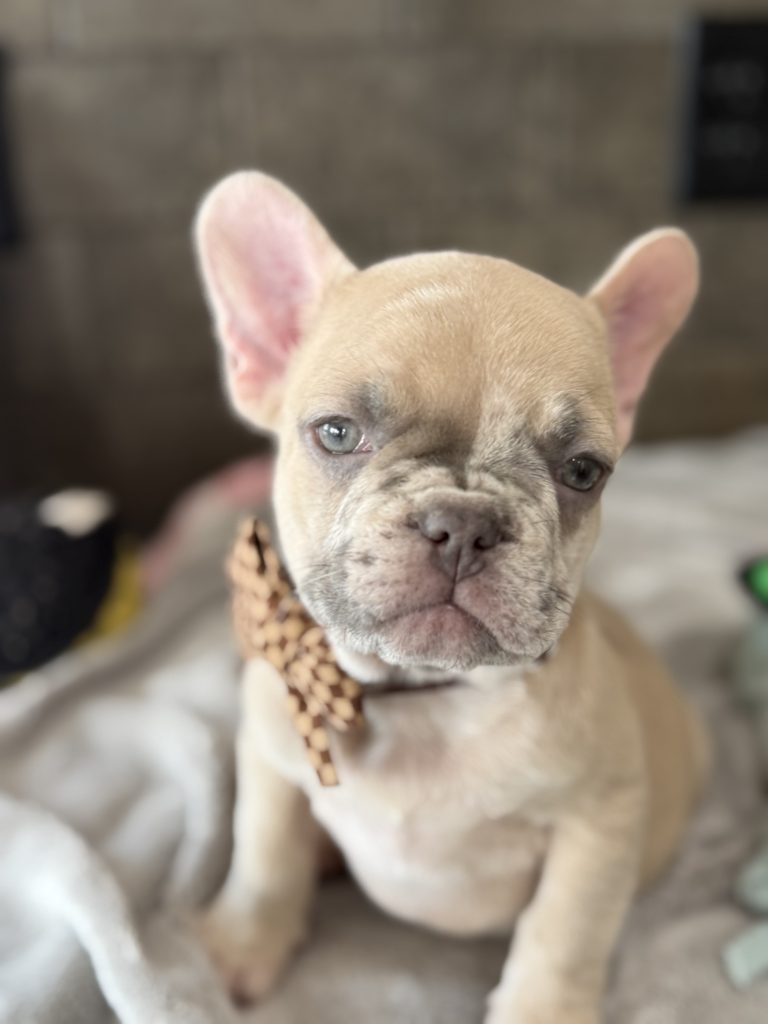Parker | Fawn Merle French Bulldog Male | Available in July 2025