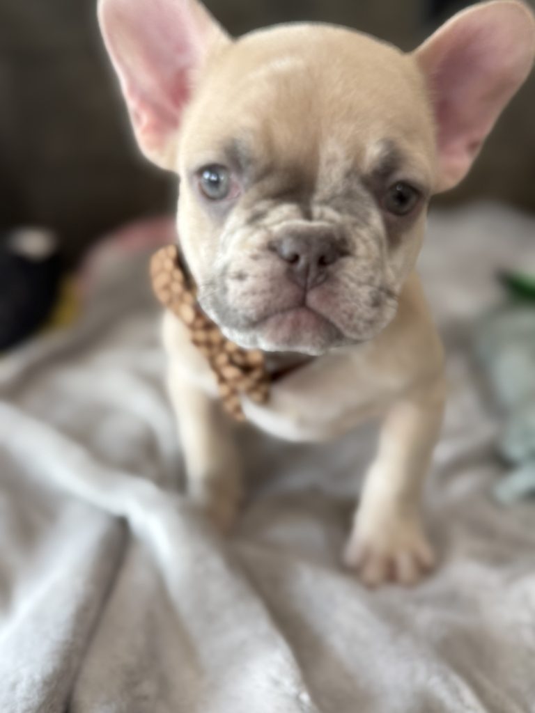 Parker | Fawn Merle French Bulldog Male | Available in July 2025
