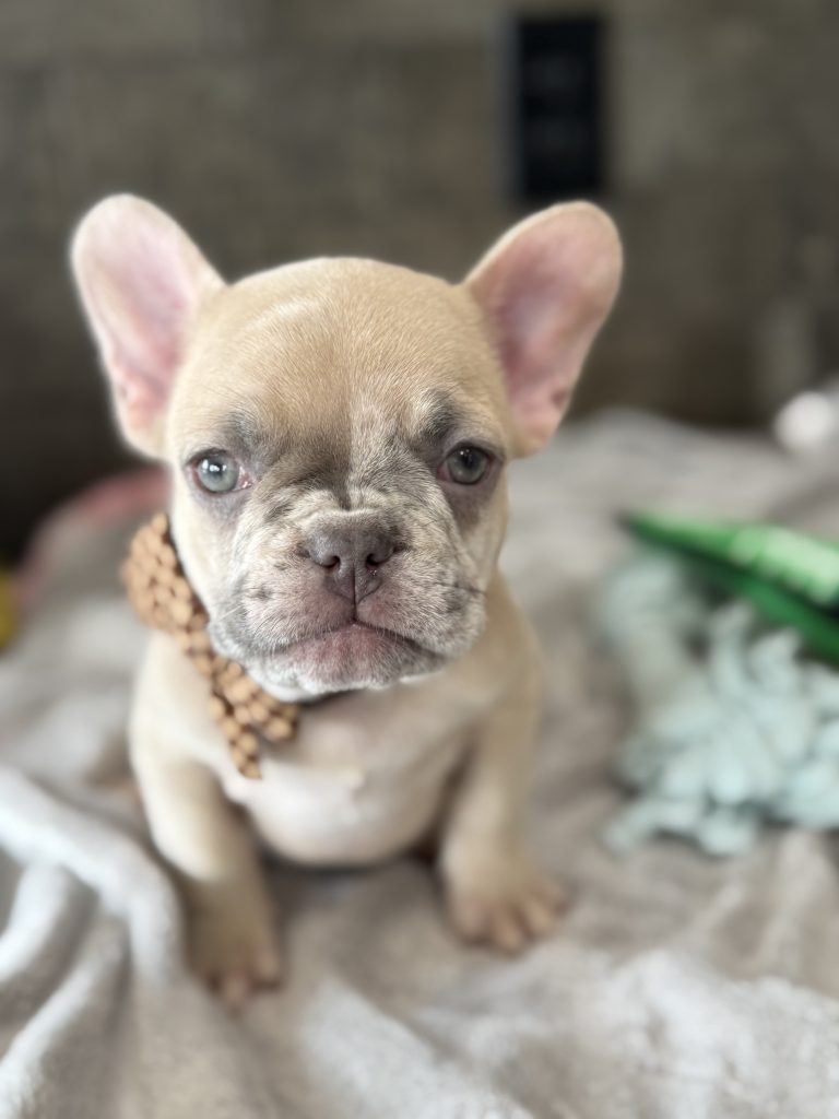 Parker | Fawn Merle French Bulldog Male | Available in July 2025