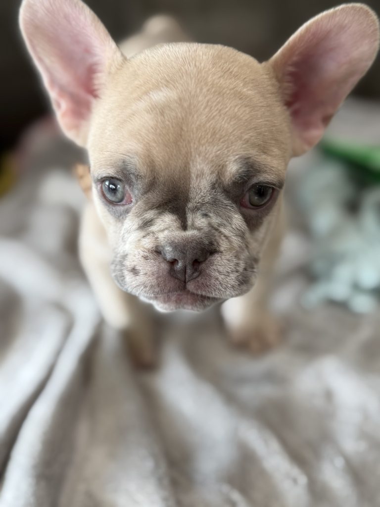 Parker | Fawn Merle French Bulldog Male | Available in July 2025