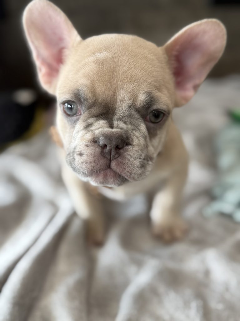 Parker | Fawn Merle French Bulldog Male | Available in July 2025