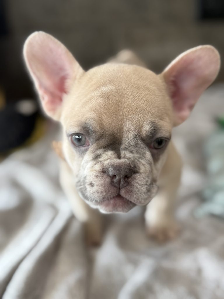 Parker | Fawn Merle French Bulldog Male | Available in July 2025