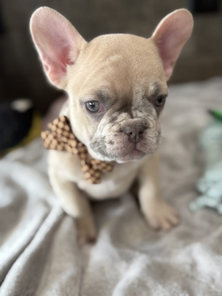 Parker | Fawn Merle French Bulldog Male | Available in July 2025
