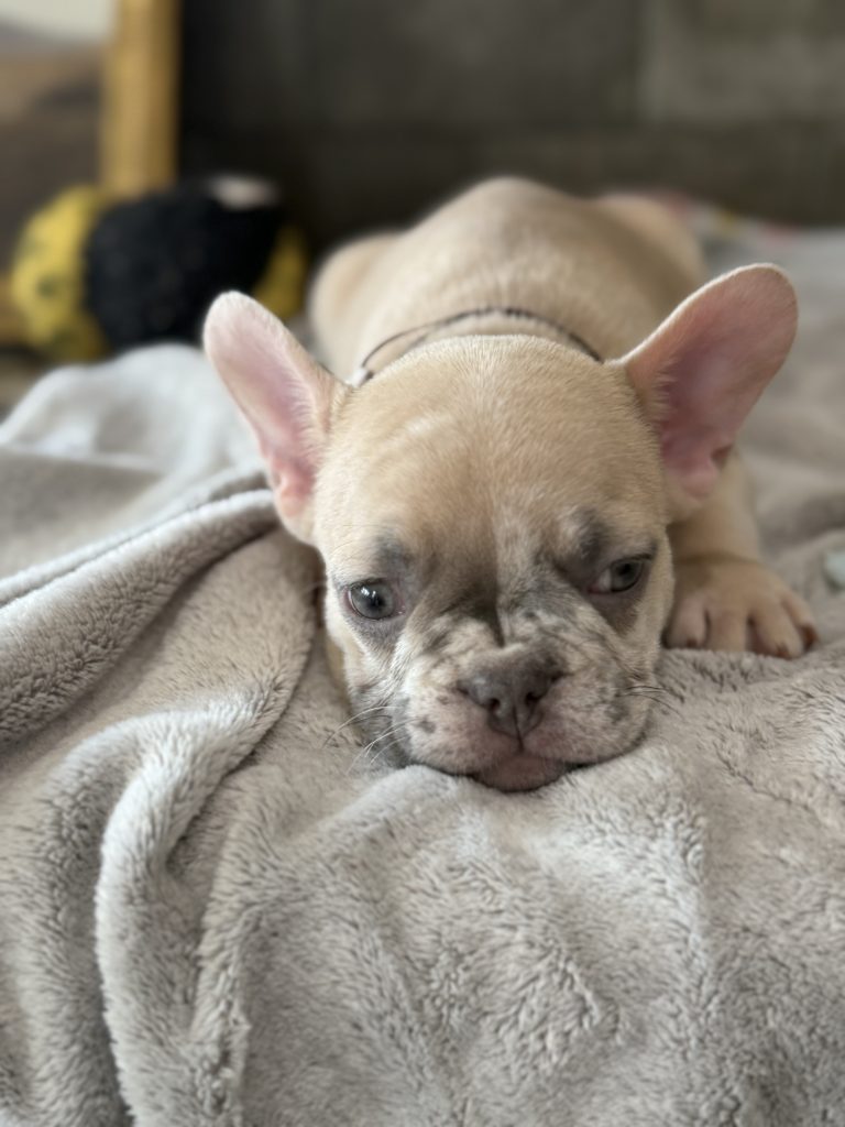 Parker | Fawn Merle French Bulldog Male | Available in July 2025