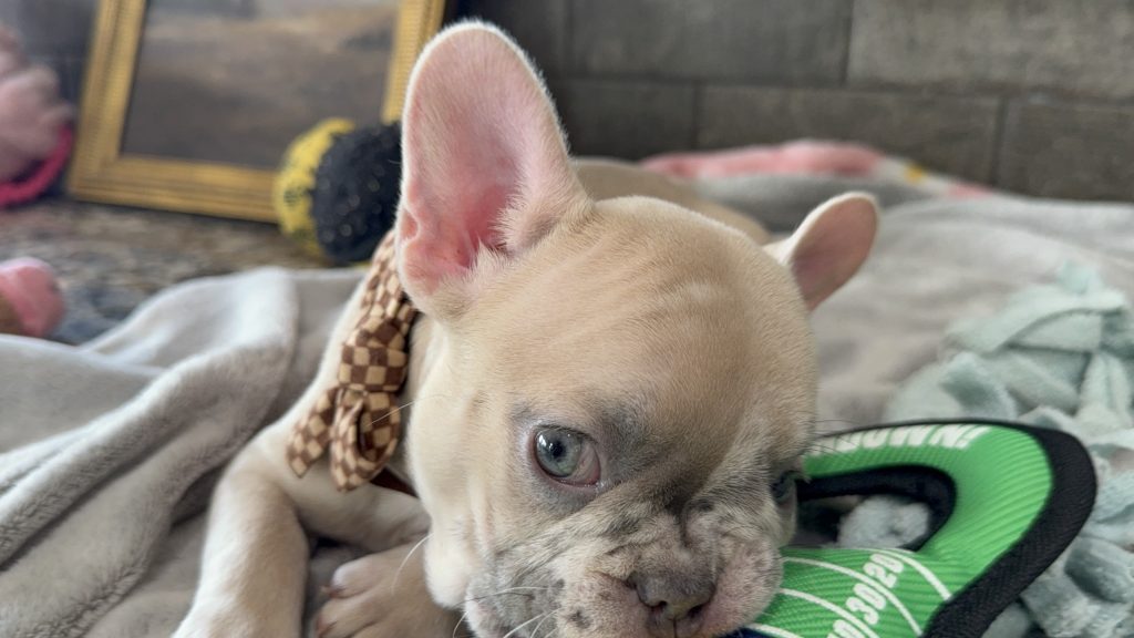 Parker | Fawn Merle French Bulldog Male | Available in July 2025