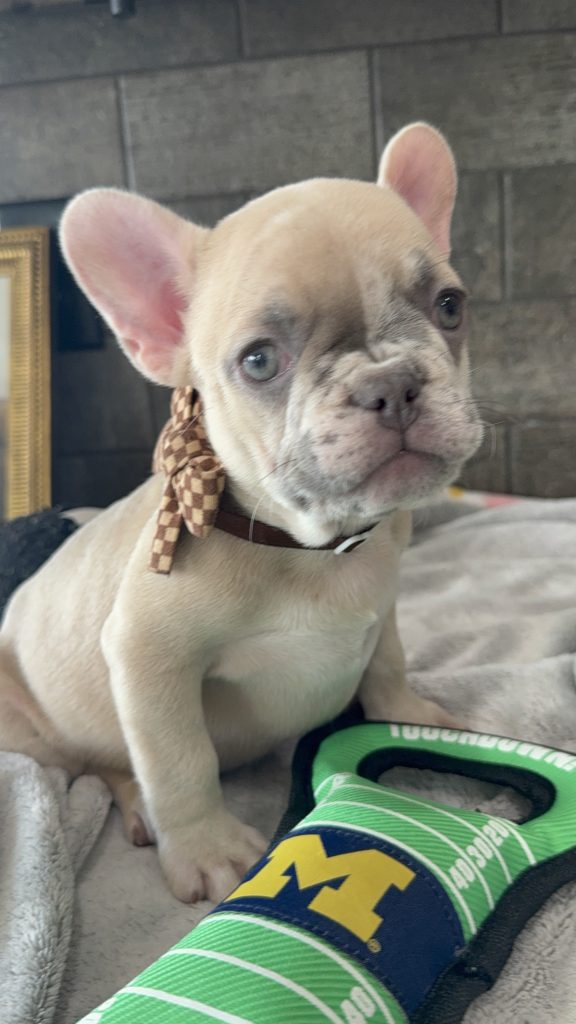 Parker | Fawn Merle French Bulldog Male | Available in July 2025