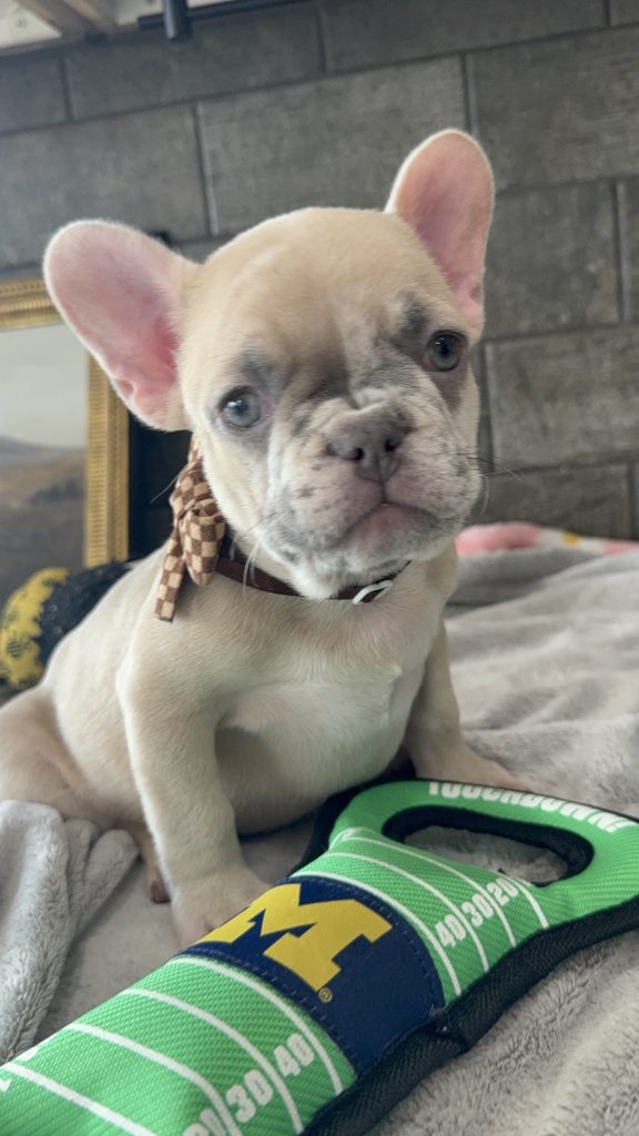 Parker | Fawn Merle French Bulldog Male | Available in July 2025