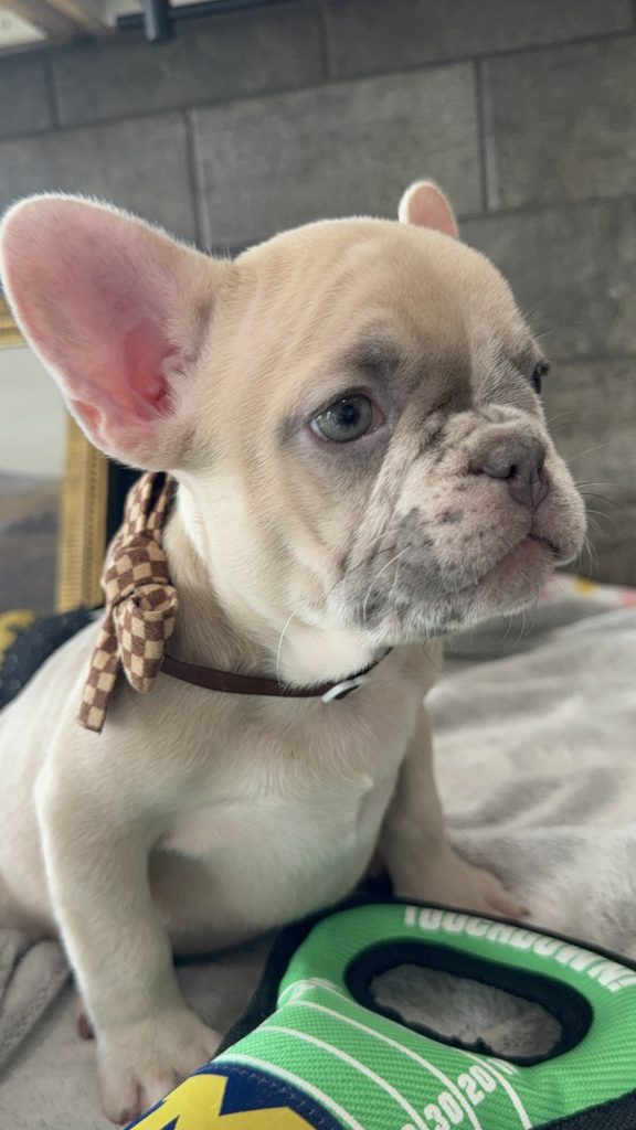 Parker | Fawn Merle French Bulldog Male | Available in July 2025