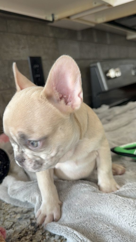 Parker | Fawn Merle French Bulldog Male | Available in July 2025
