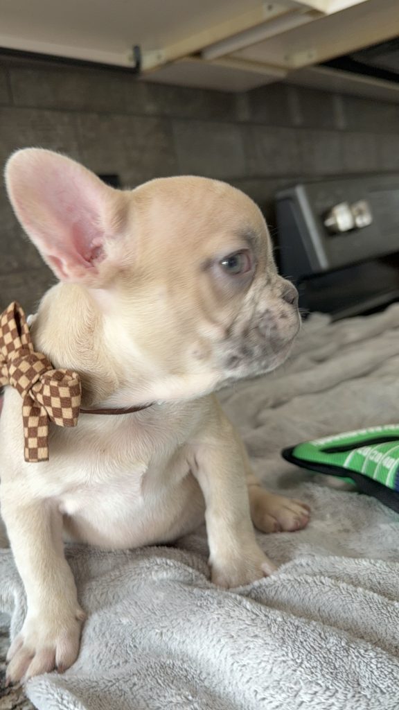 Parker | Fawn Merle French Bulldog Male | Available in July 2025