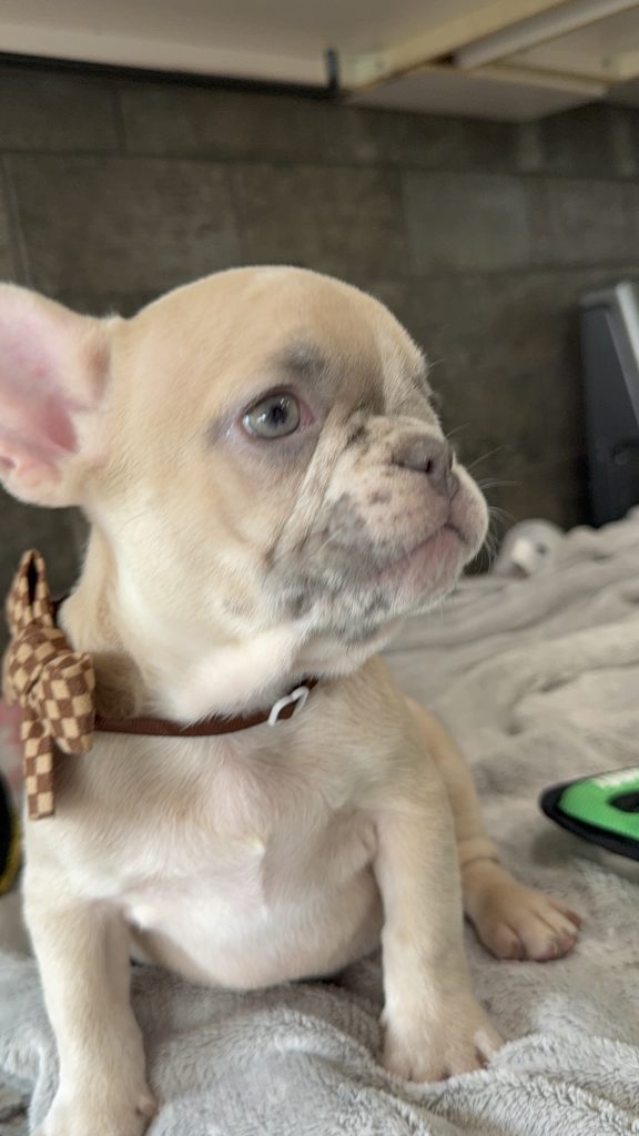 Parker | Fawn Merle French Bulldog Male | Available in July 2025