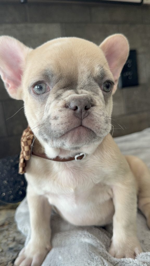 Parker | Fawn Merle French Bulldog Male | Available in July 2025