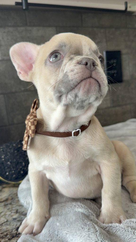 Parker | Fawn Merle French Bulldog Male | Available in July 2025