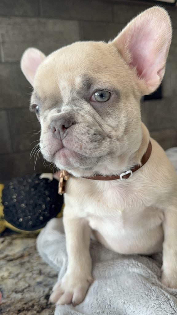 Parker | Fawn Merle French Bulldog Male | Available in July 2025