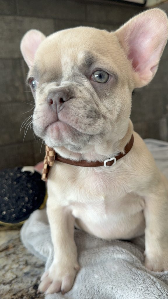 Parker | Fawn Merle French Bulldog Male | Available in July 2025