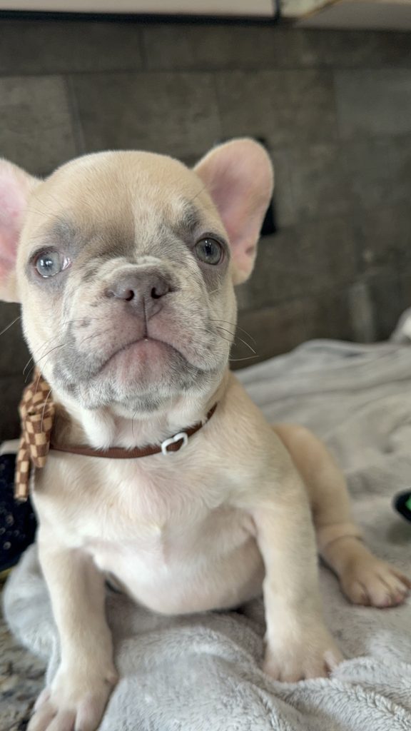 Parker | Fawn Merle French Bulldog Male | Available in July 2025