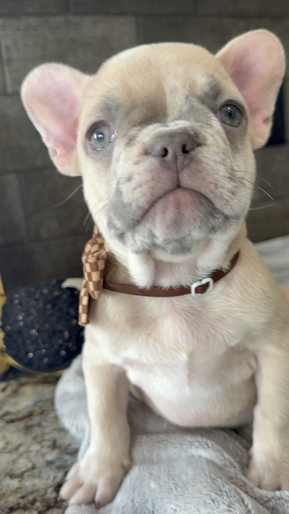 Parker | Fawn Merle French Bulldog Male | Available in July 2025