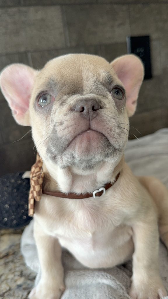 Parker | Fawn Merle French Bulldog Male | Available in July 2025