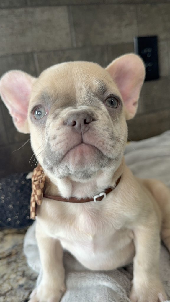 Parker | Fawn Merle French Bulldog Male | Available in July 2025
