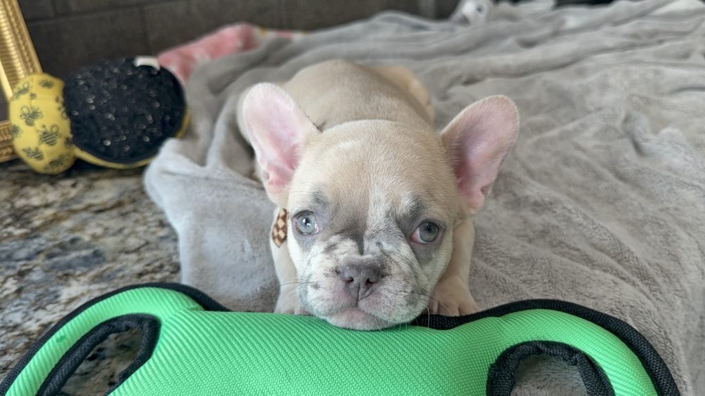 Parker | Fawn Merle French Bulldog Male | Available in July 2025