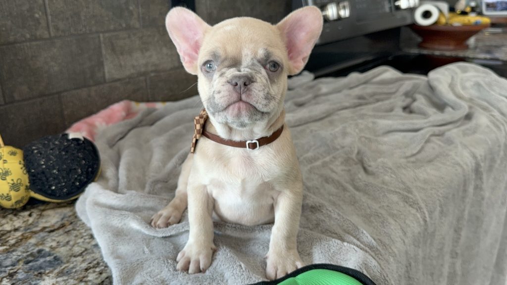 Parker | Fawn Merle French Bulldog Male | Available in July 2025