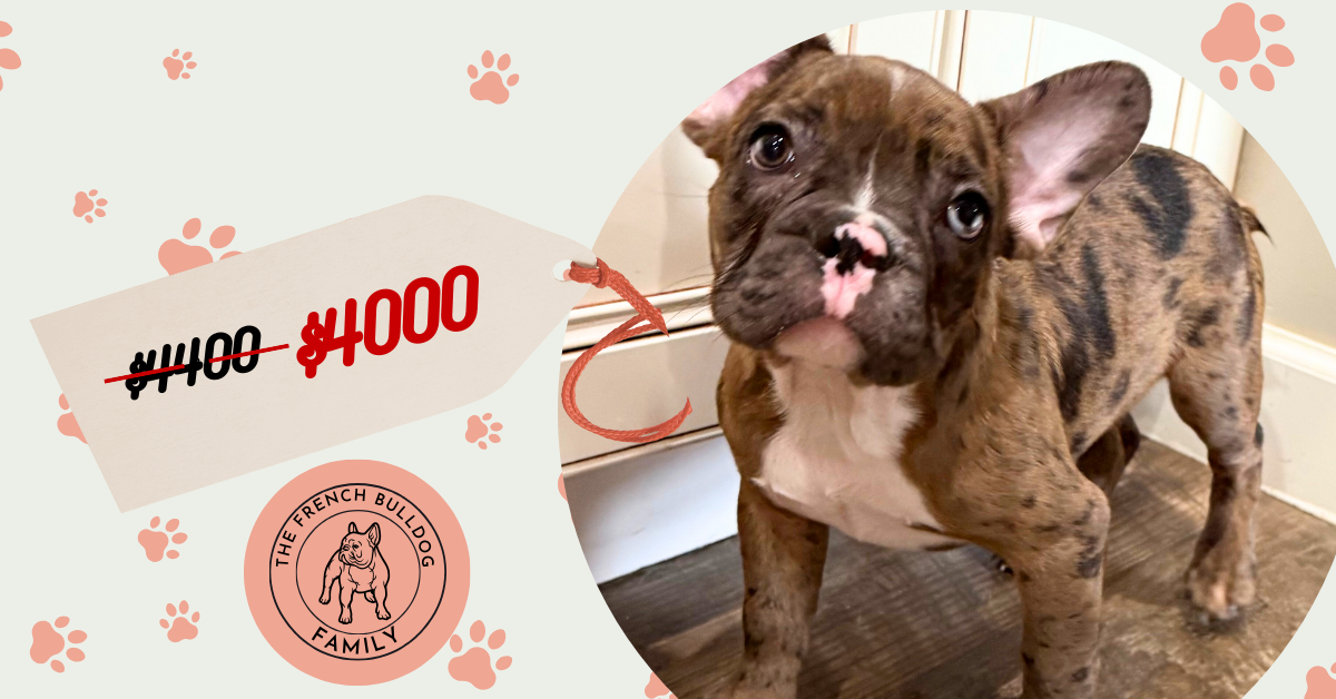 Teddy | Fawn Merle & White French Bulldog Male | Available Now The Handsome One