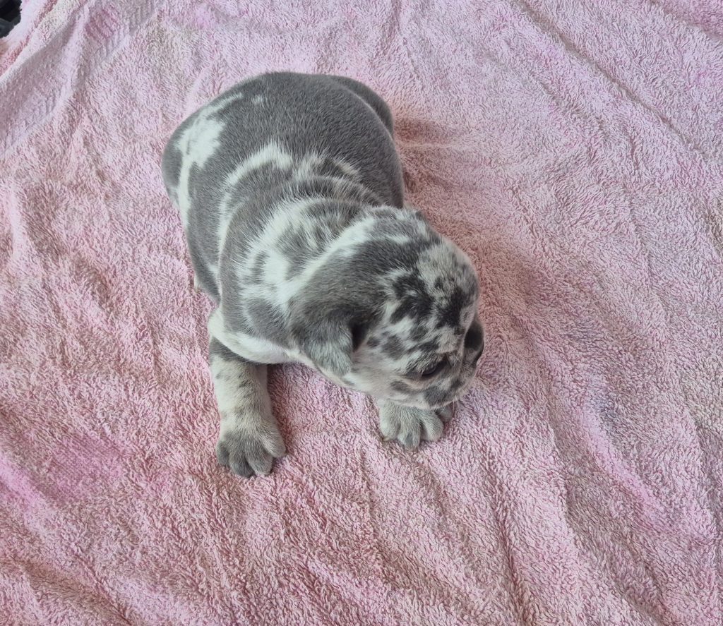 George | Blue Merle French Bulldog Male | Available Sep 2025